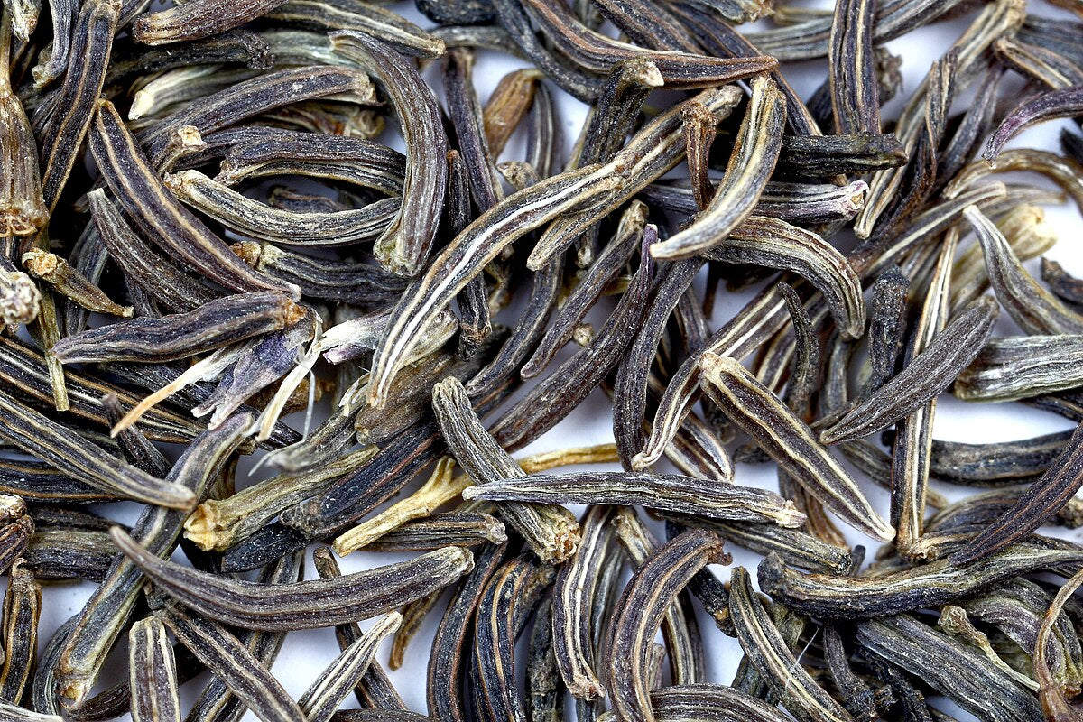 Heirloom non-GMO Kala Jeera Black Cumin seeds ready for planting