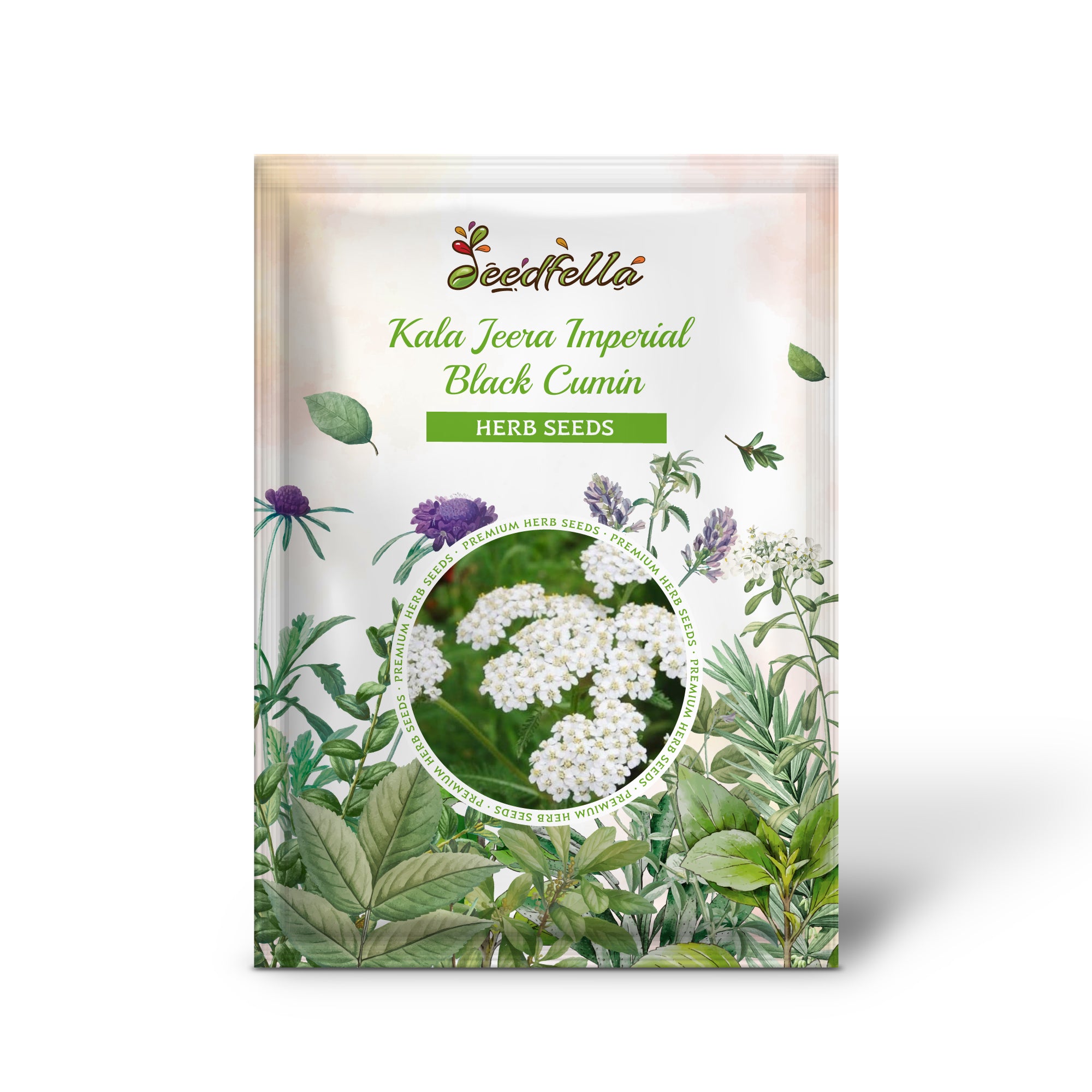 Black Cumin plants grown from non-GMO Kala Jeera seeds