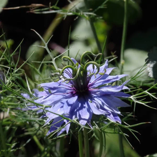 Black Cumin seeds Nigella sativa white flowers