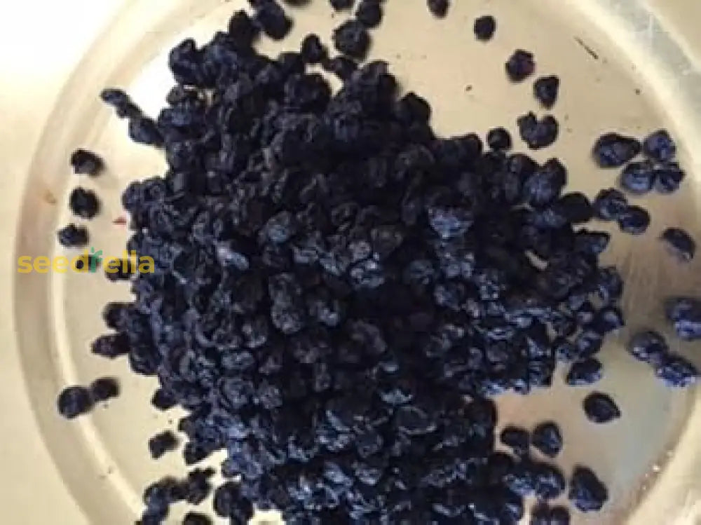 Black Currant Seeds for Easy Home Planting