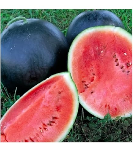 Black Diamond watermelon with sweet red flesh