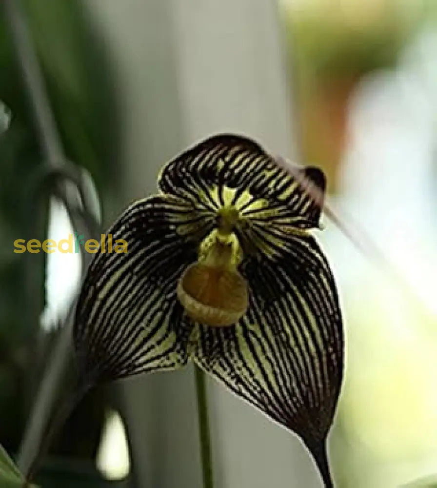 Black Dracula Flower Planting Seeds - Exotic Dark Bloom For Your Garden Plant Seeds