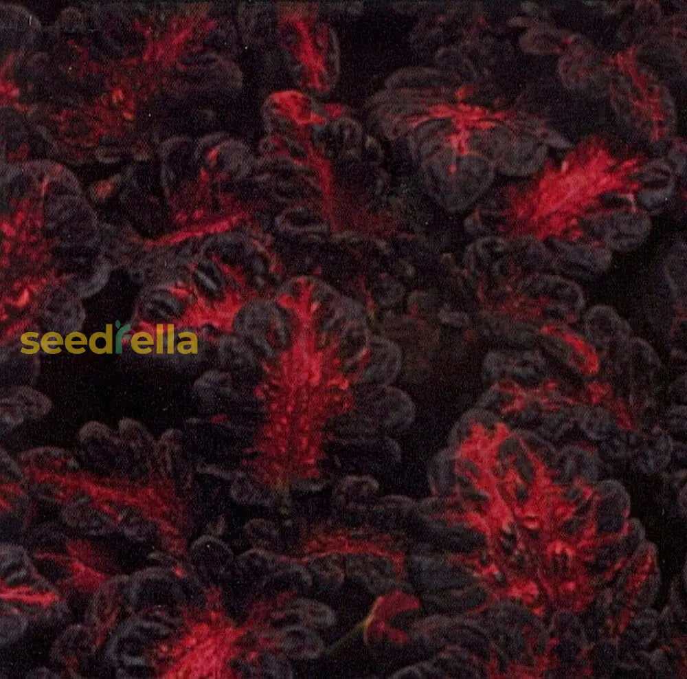 Black Dragon Coleus Best Selling