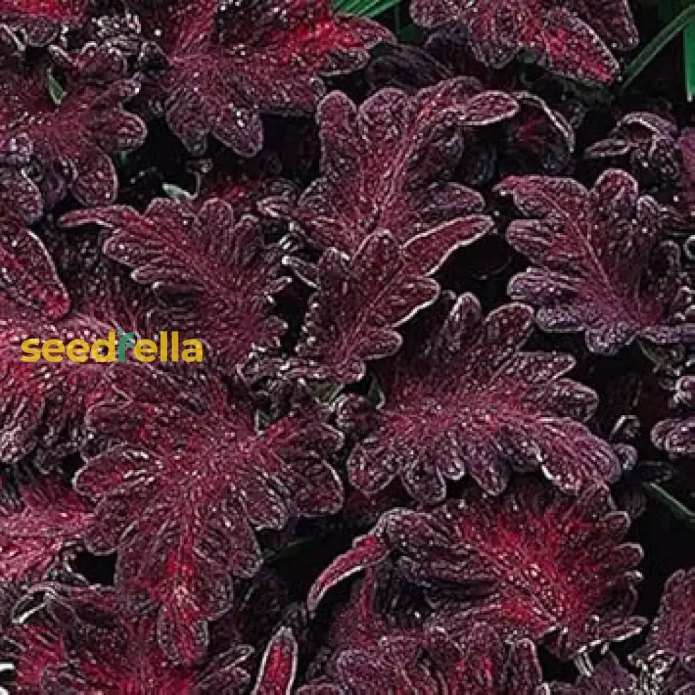 Black Dragon Coleus Seeds For Planting Flower