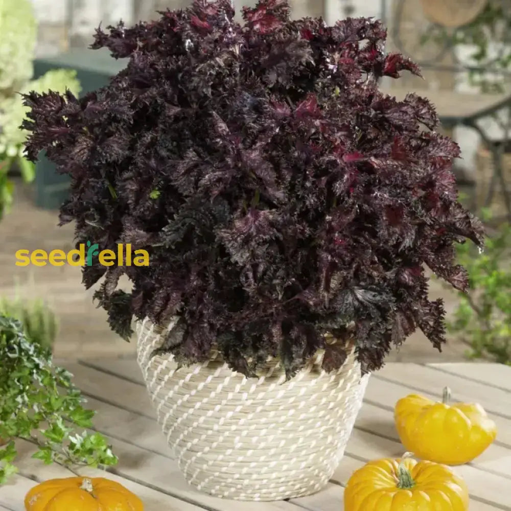 Black Dragon Coleus Seeds For Planting Flower