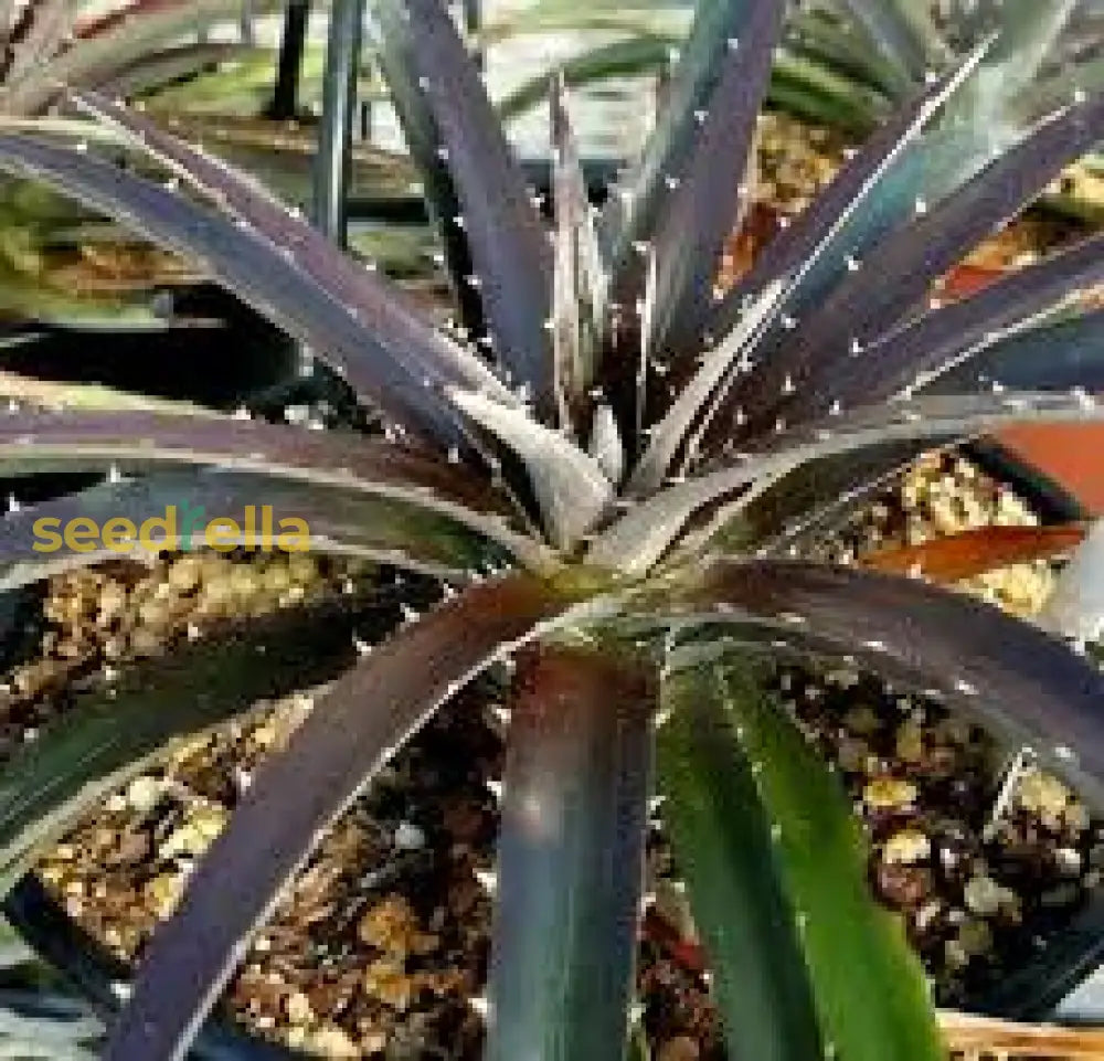 Black Dyckia Plant Seeds For Planting  Perennial Succulent Seeds