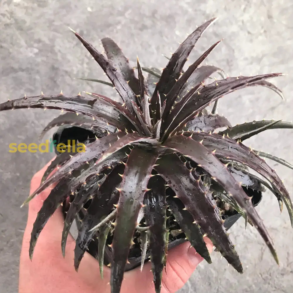 Black Dyckia Plant Seeds For Planting  Perennial Succulent Seeds