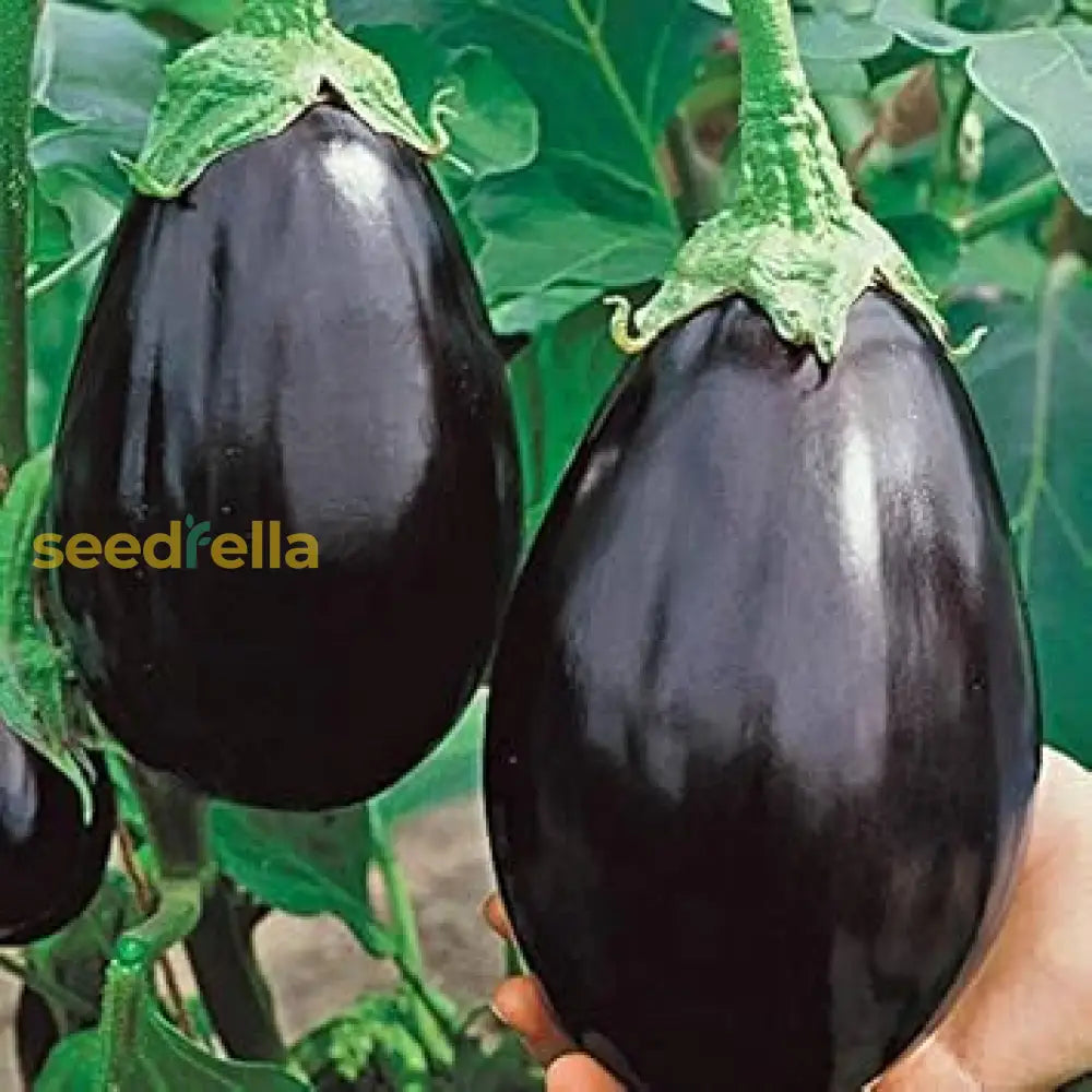 Black Eggplant Vegetable Seeds For Planting | Grow Delicious Eggplants At Home Seeds