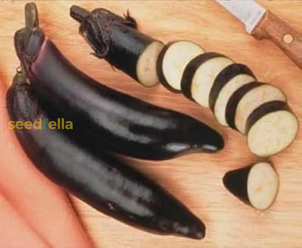 Black Eggplant Vegetable Seeds For Planting | Grow Delicious Eggplants At Home Seeds