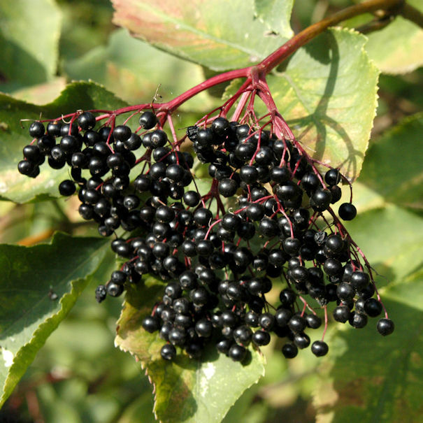 Black elderberry seeds flowering branch with white blooms and green leaves