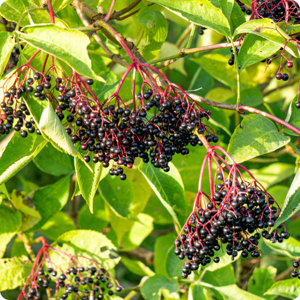 Black elderberry seeds Sambucus nigra shrub with white flower clusters