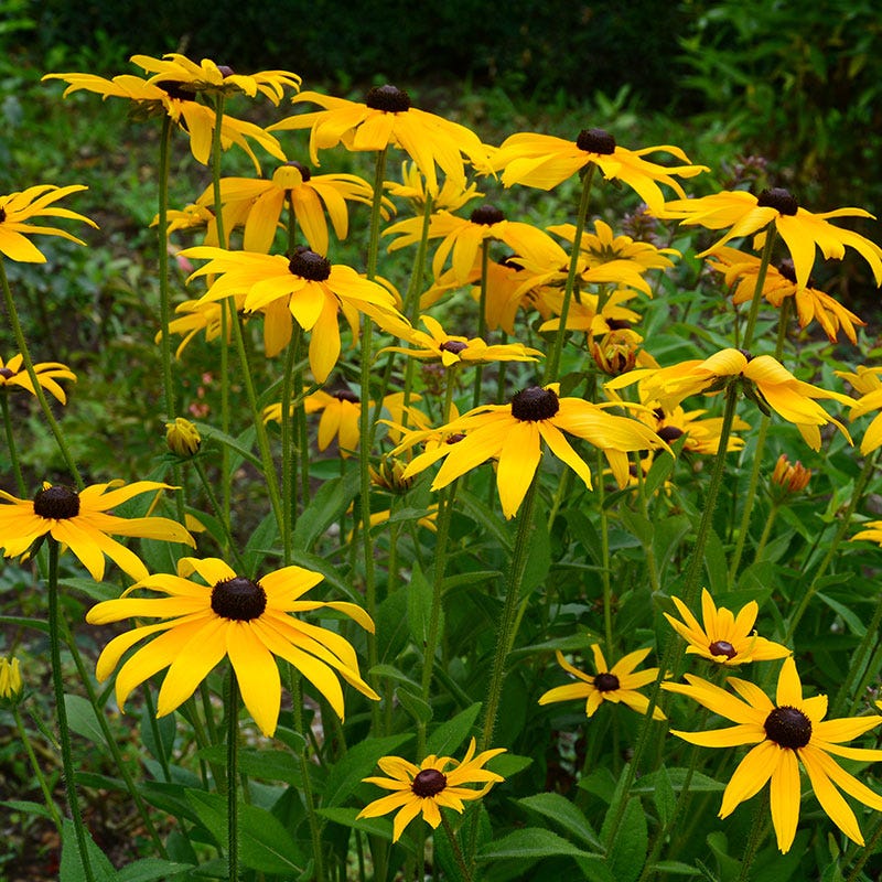 Field of blooming Rudbeckia hirta Black Eyed Susans in summer