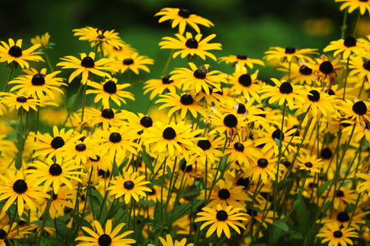 Black Eyed Susan Rudbeckia hirta yellow heirloom flower seeds for planting