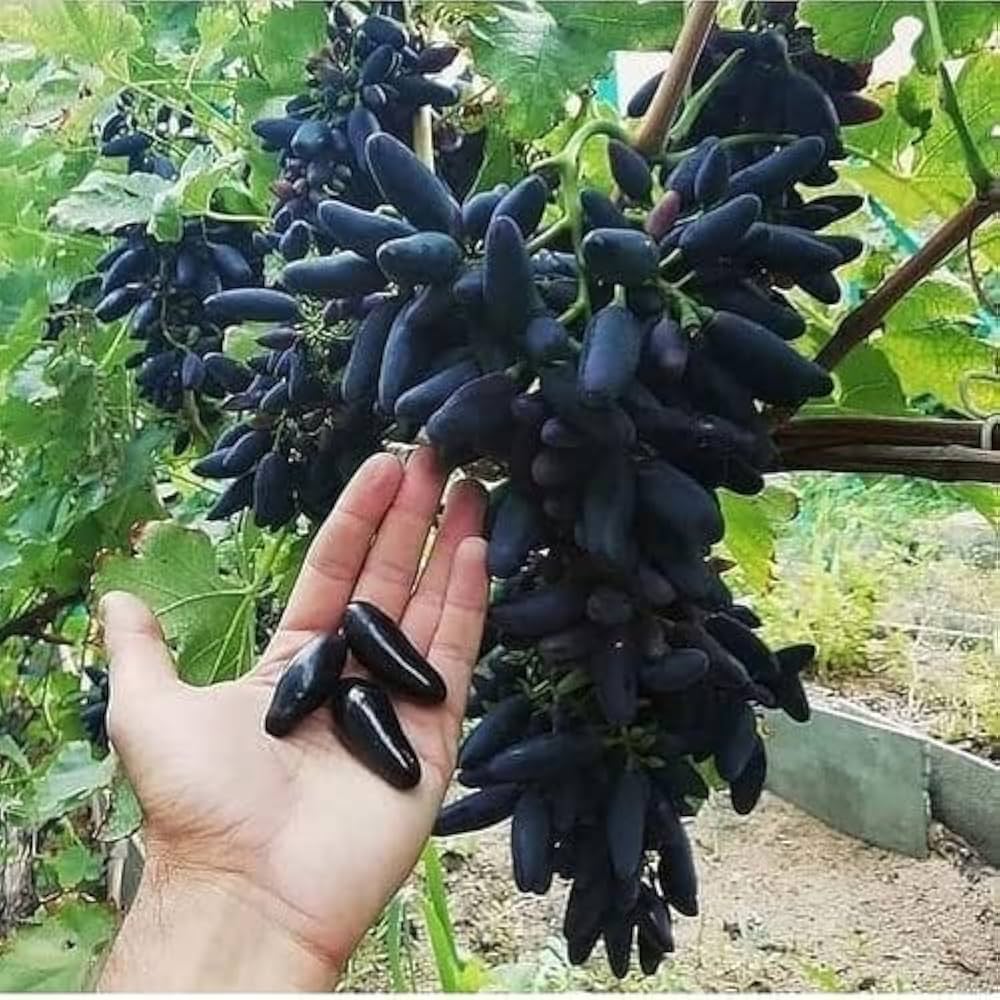 Close-up of sweet elongated black grapes