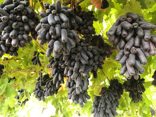 Black Finger Grape (Vitis vinifera) fruit vine seeds for planting