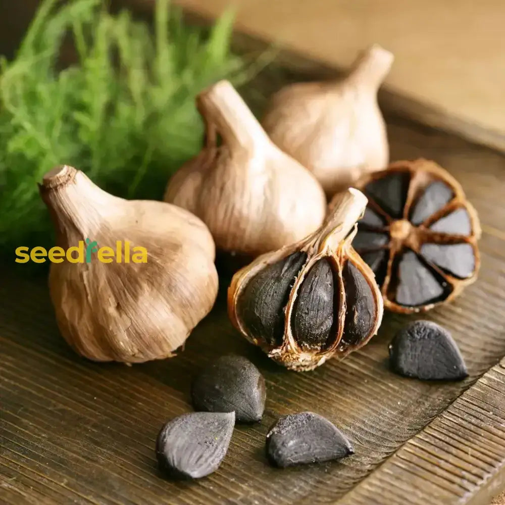 Black Garlic Seeds For Planting  Heirloom Vegetable Seeds