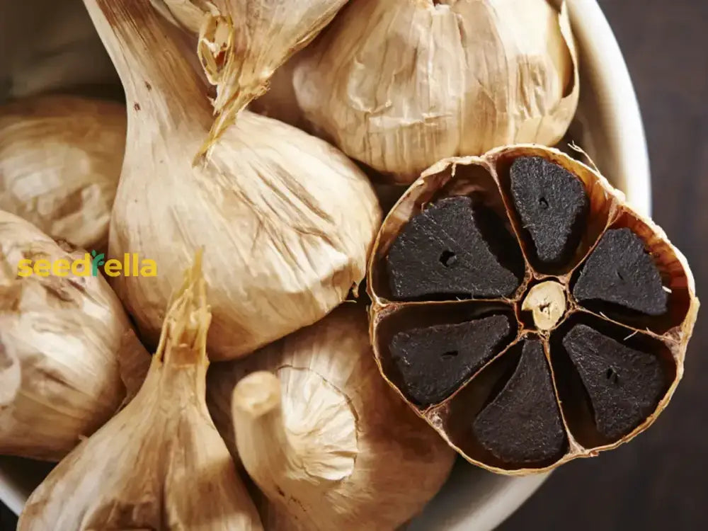 Black Garlic Seeds For Planting  Heirloom Vegetable Seeds