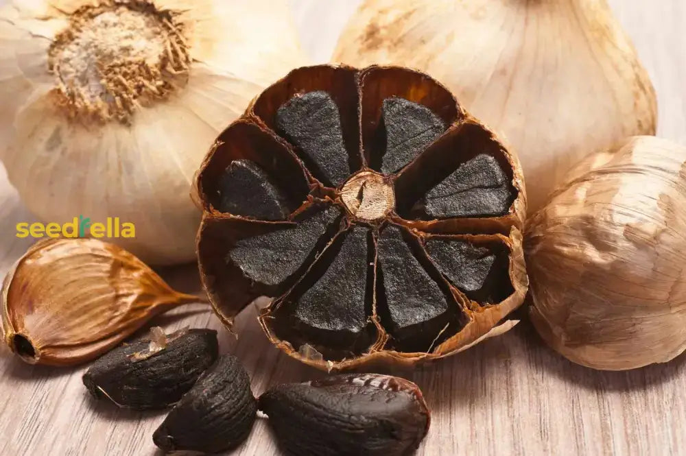 Black Garlic Vegetable Seeds For Easy Planting Seeds