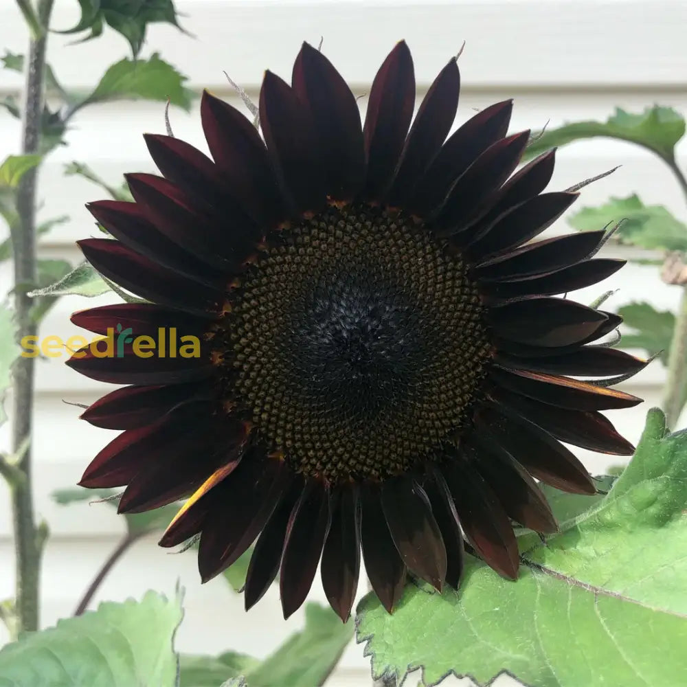 Black Giant Sunflower Seeds For Garden Planting Flower