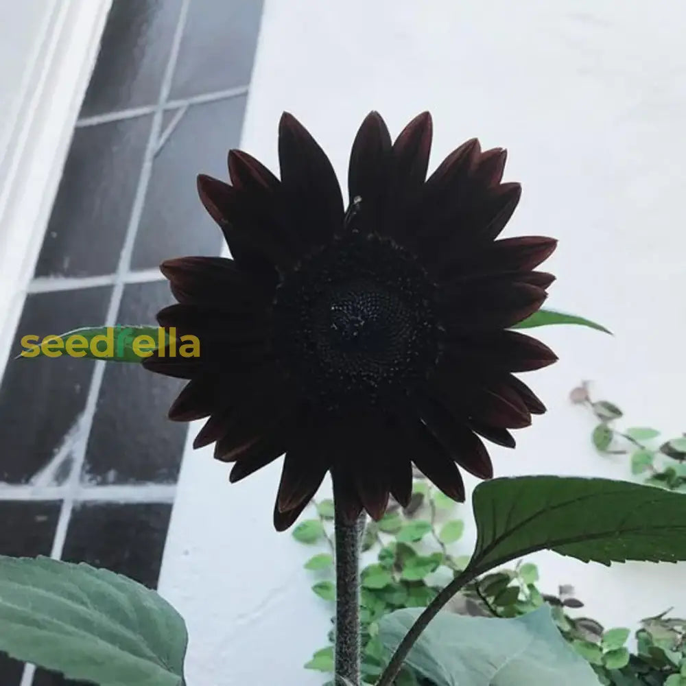 Black Giant Sunflower Seeds For Garden Planting Flower