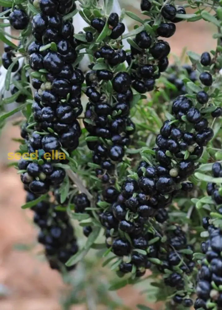 Black Goji Berry Superfood Seeds For Planting | Nutrient-Rich Fruit