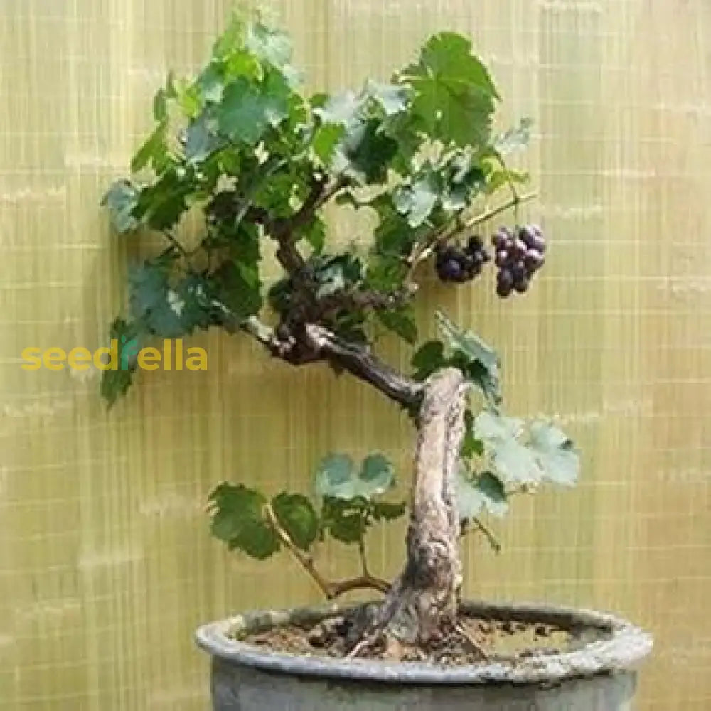 Black Grape Seeds for Planting Non-GMO Variety