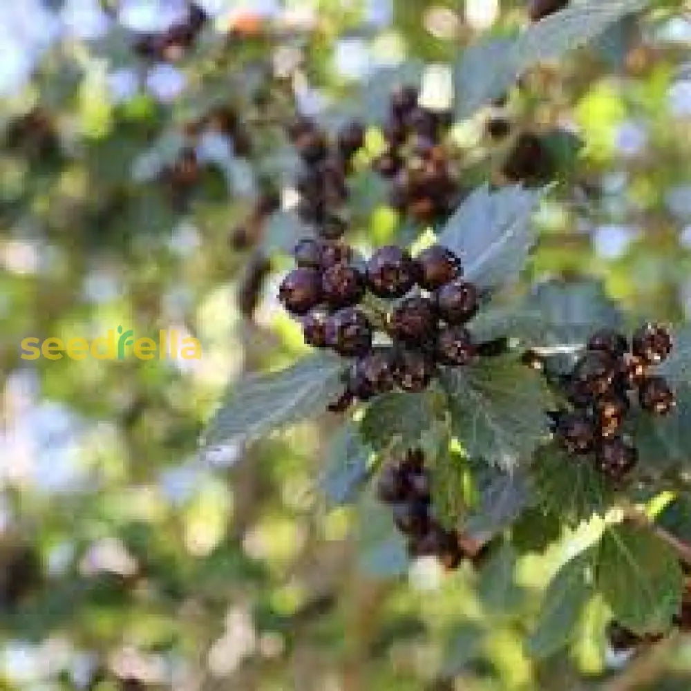 Black Hawthorn Seeds for Planting Non-GMO