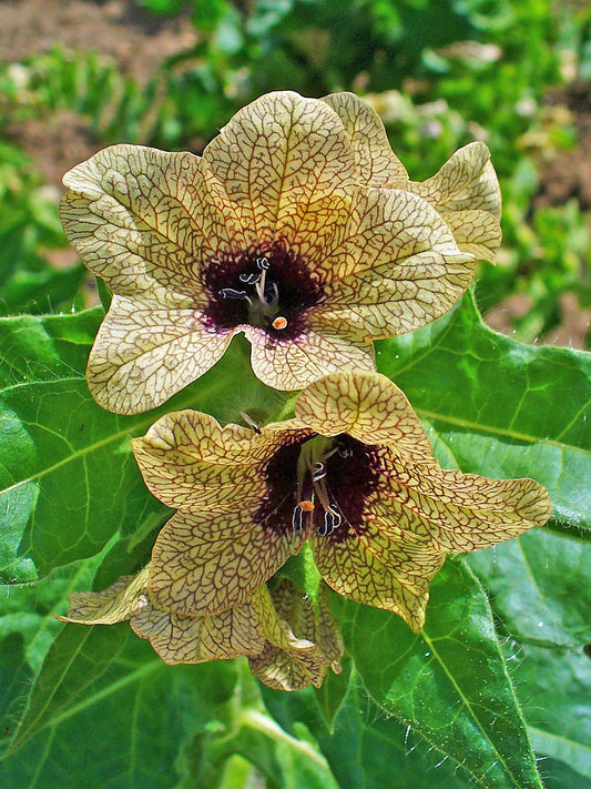 Black Henbane Hyoscyamus niger ornamental seeds