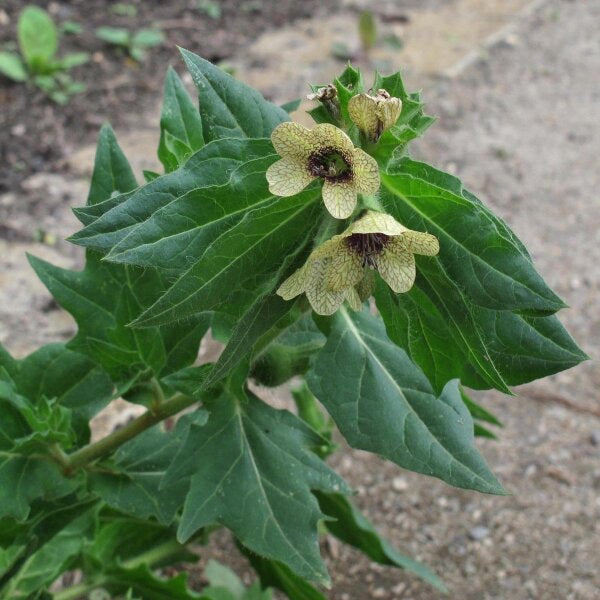 Yellow purple veined Black Henbane flowers closeup