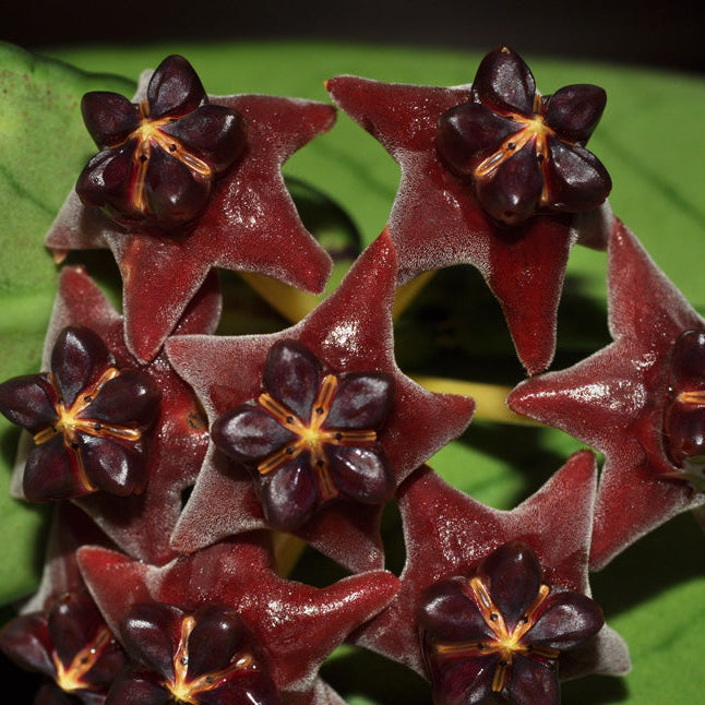 Black Hoya Flower Seeds for Planting