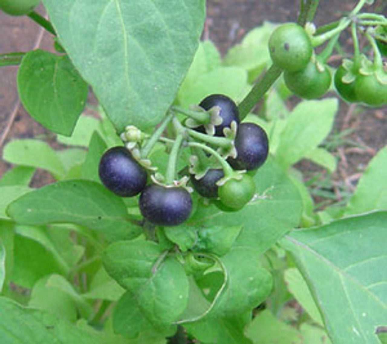 Black Huckleberry Seeds – Non-GMO Garden Huckleberry Fruit Bush
