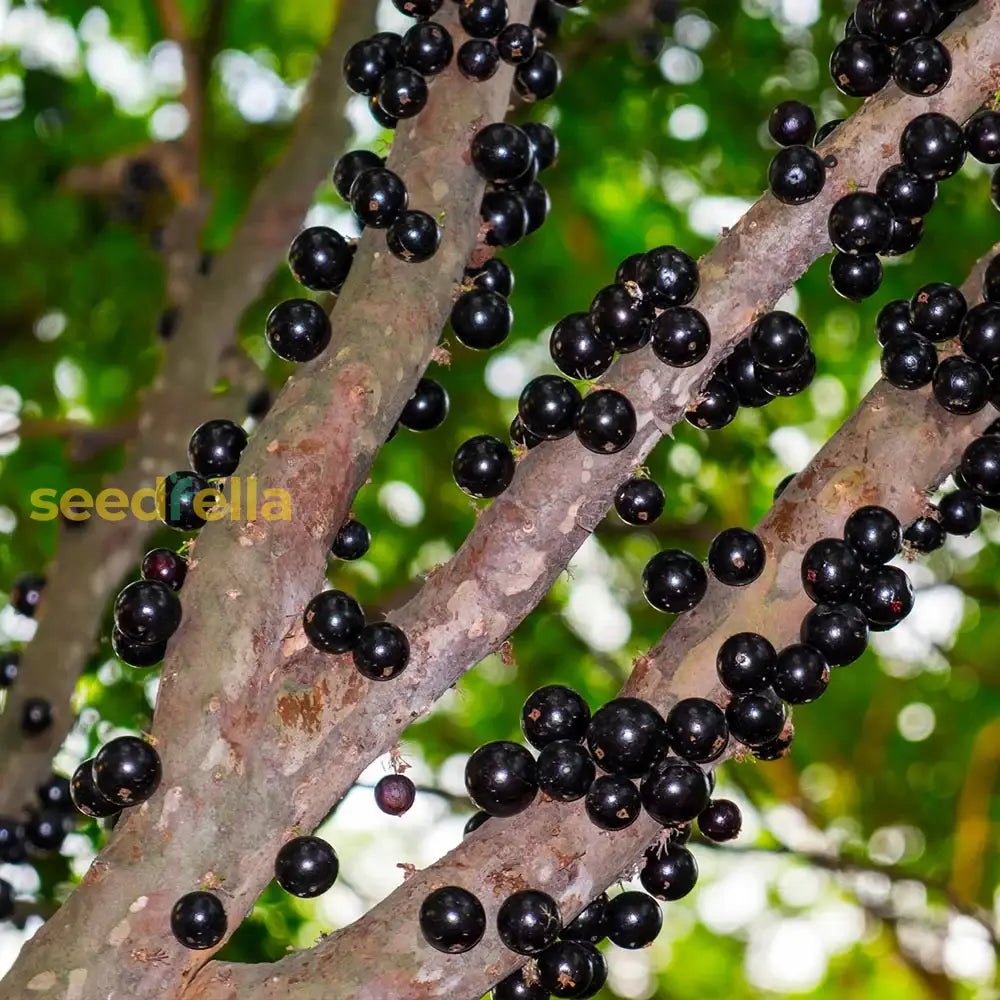 Black Jabuticaba Fruit Seeds For Planting - Grow Unique Fruits At Home