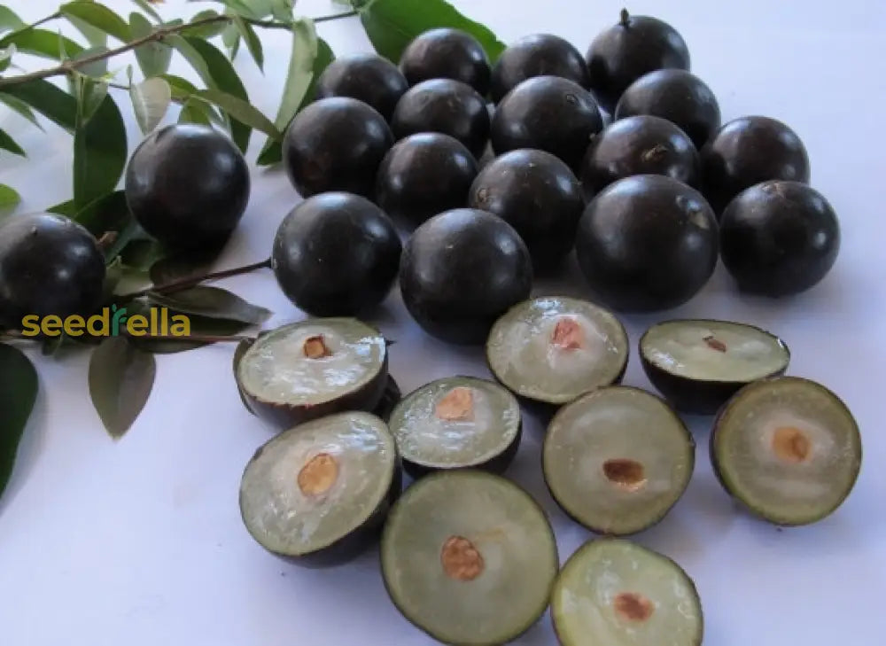 Black Jabuticaba Fruit Seeds For Planting - Grow Unique Fruits At Home