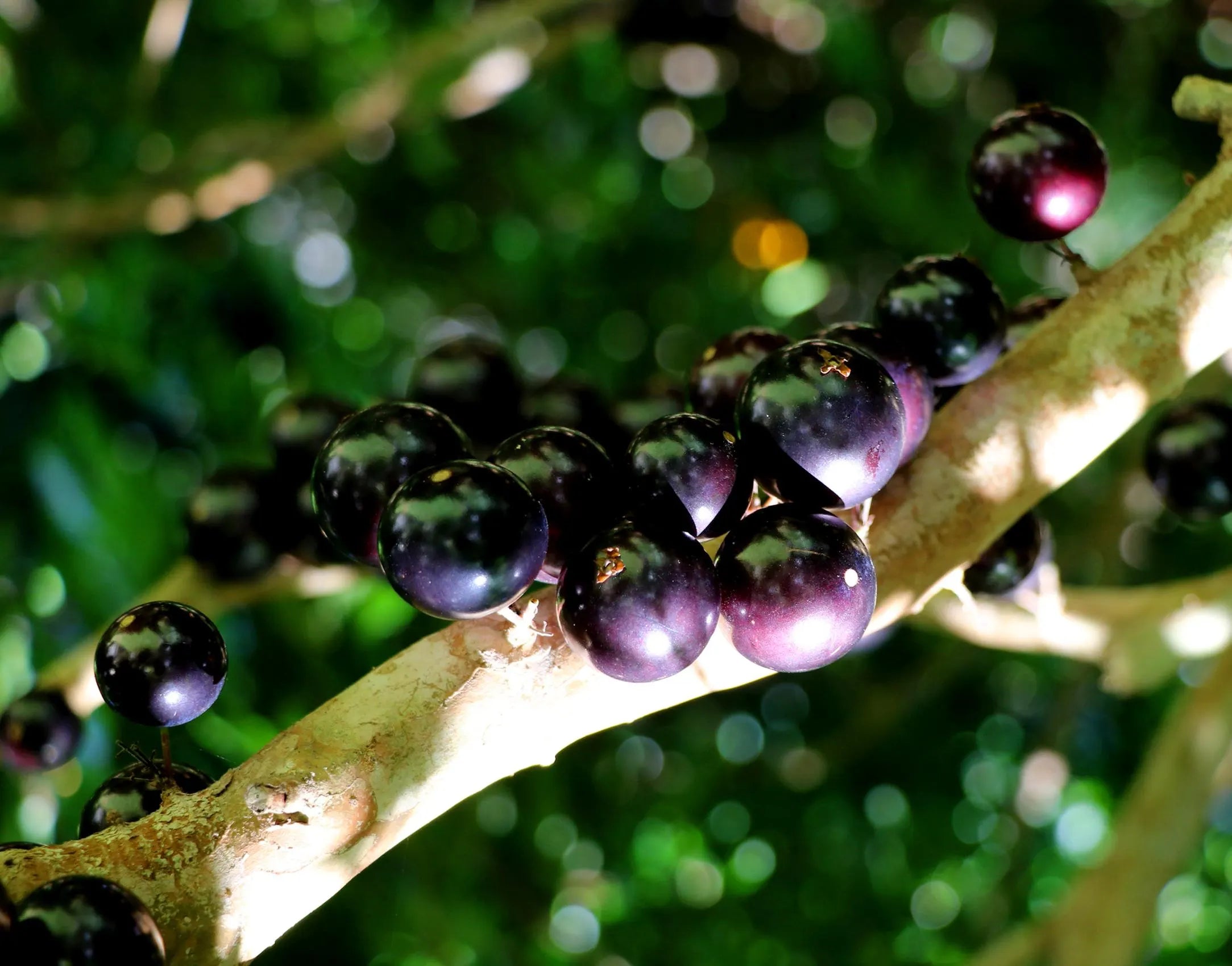 Black Jabuticaba seeds for planting tropical fruit trees