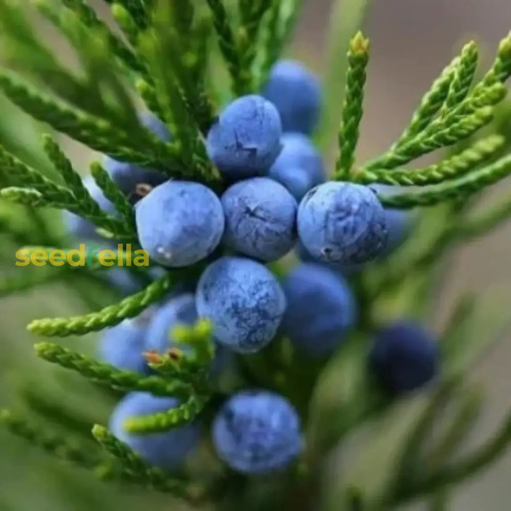 Black Juniper Berry Seeds For Planting Fruit