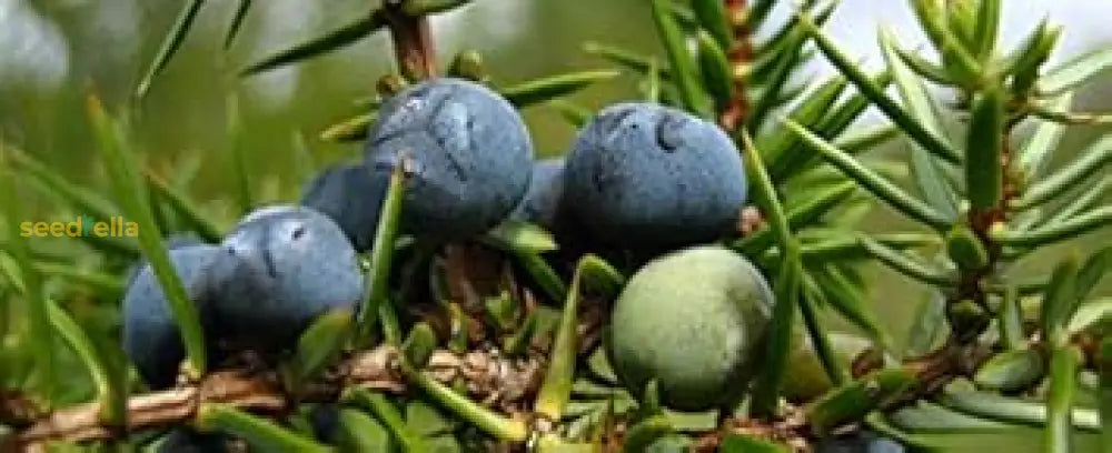 Black Juniper Berry Seeds For Planting Fruit