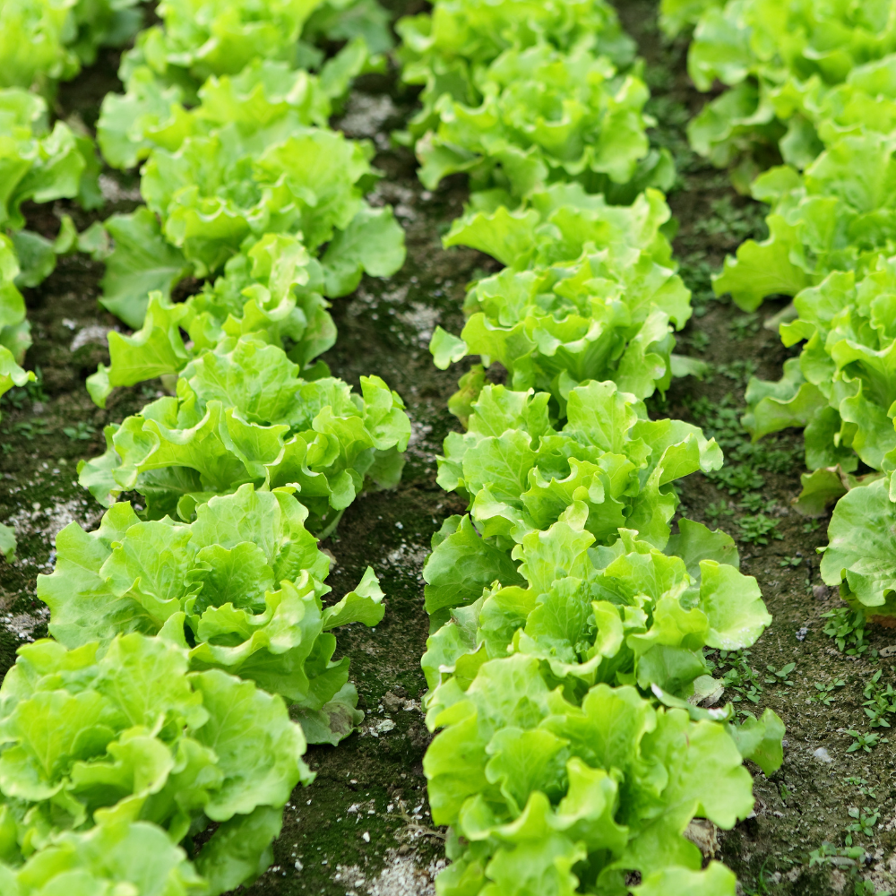 Black lettuce planting guide for gardeners