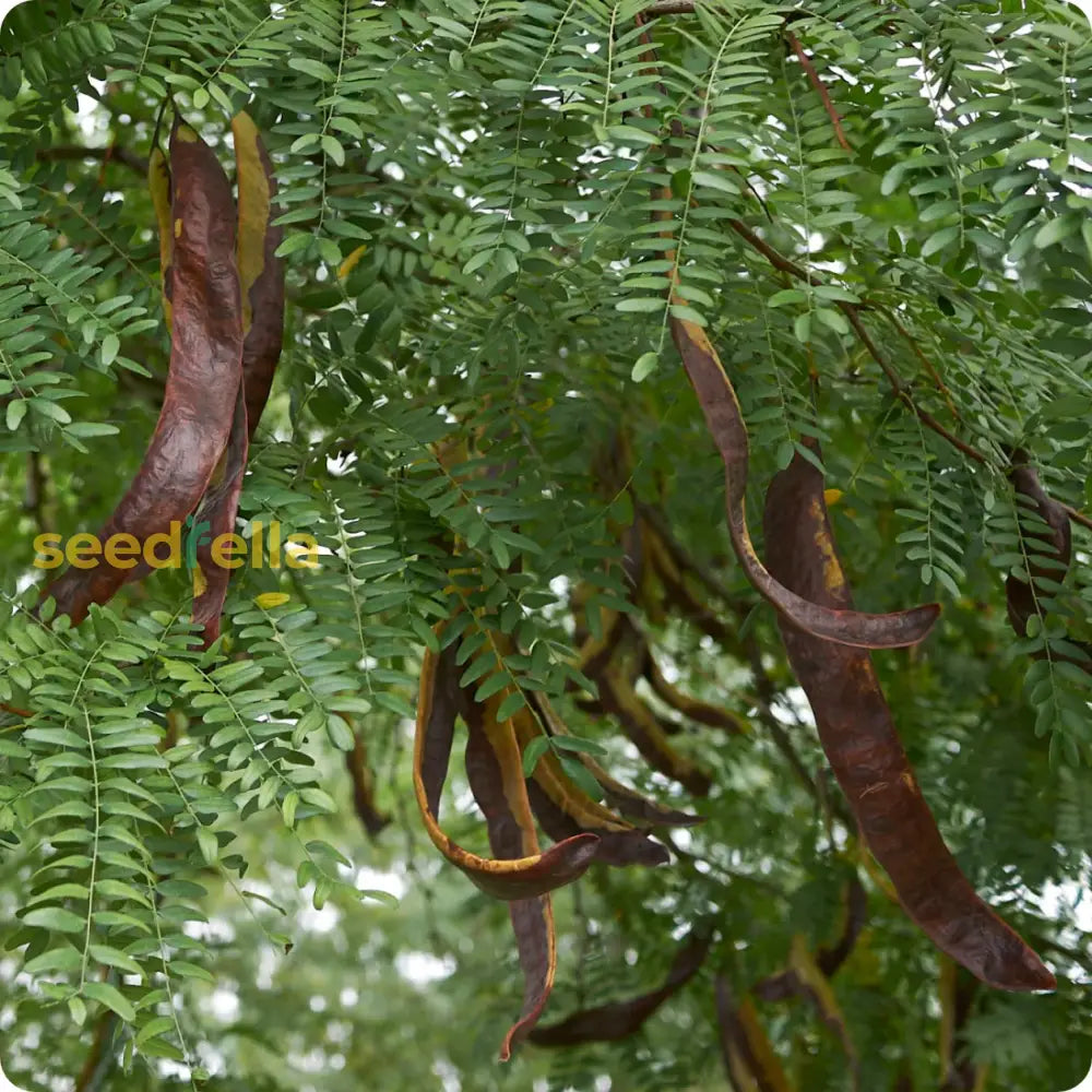 Black Locust Tree Planting Seeds Plant Seeds