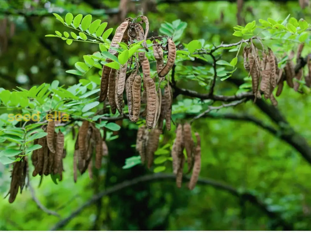 Black Locust Tree Planting Seeds Plant Seeds