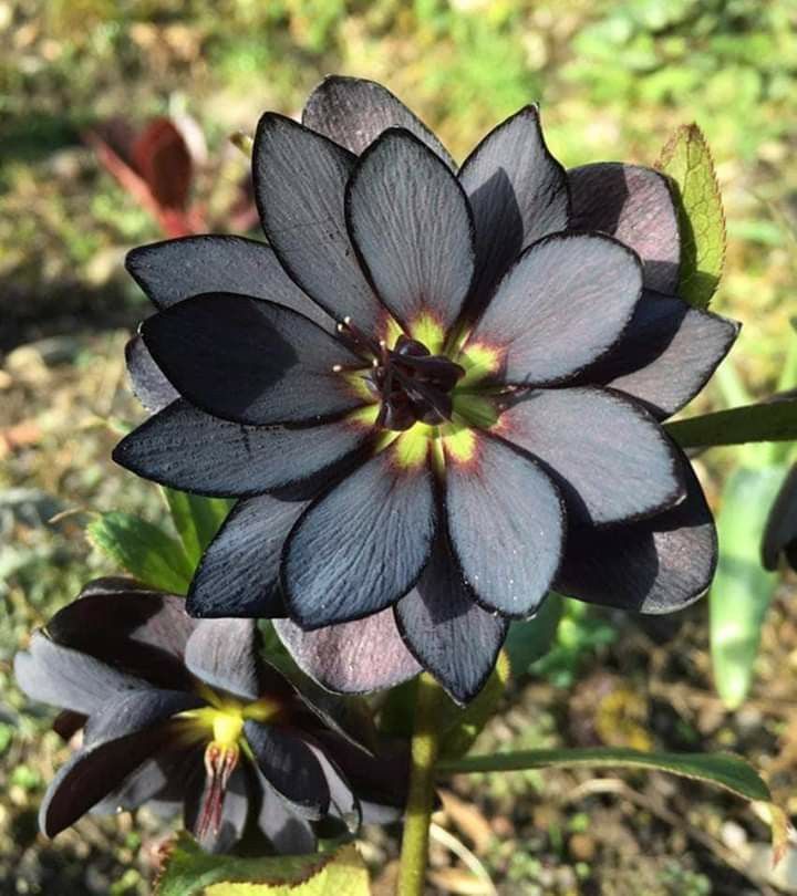 Black Lotus Flower Seeds for Planting