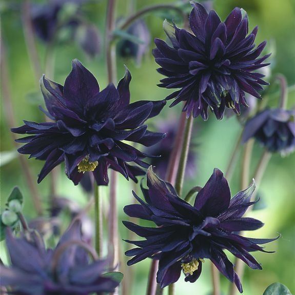 Black Lotus plants growing in pots