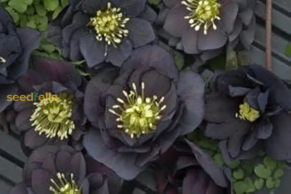 Black Louts Flower Seeds Planting Guide