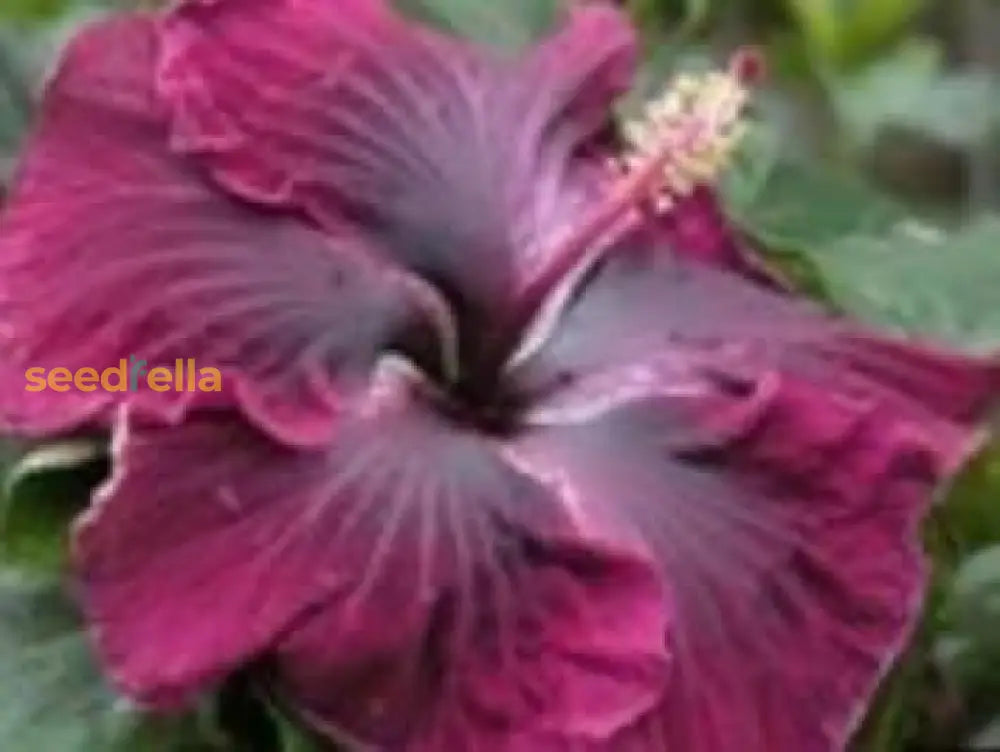 Black Maroon Hibiscus Seeds For Stunning Floral Displays In Your Garden Flower