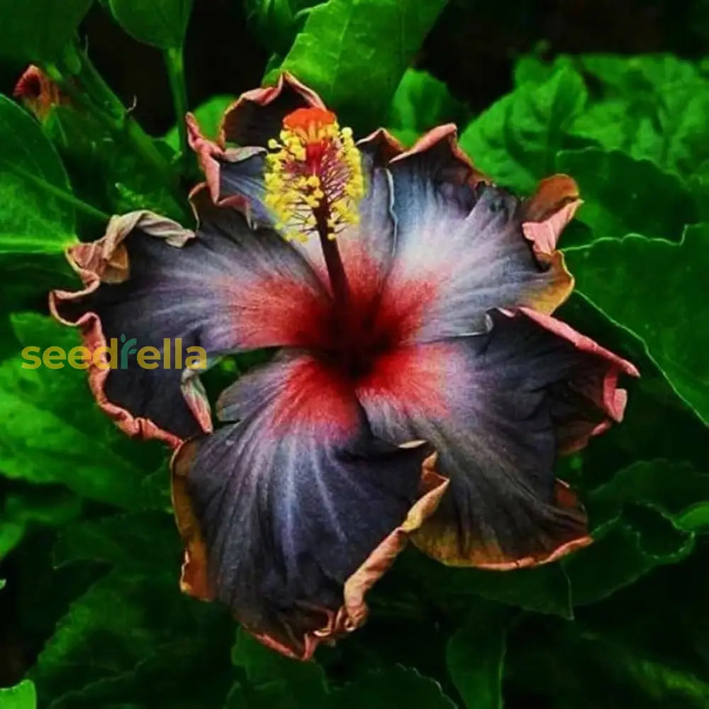 Black Maroon Hibiscus Seeds For Stunning Floral Displays In Your Garden Flower