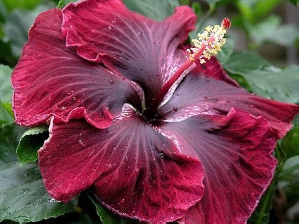 Black Maroon Hibiscus Seeds for Planting
