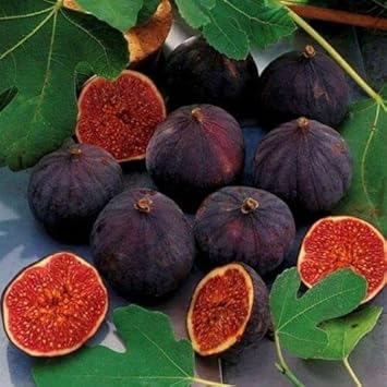 Black Mission fig seeds for planting sweet fig trees