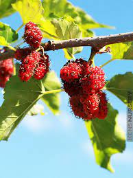 Ripe black mulberries hanging on a branch