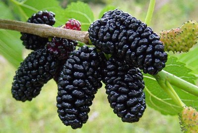 Black mulberry seeds showing spring flowers on branches