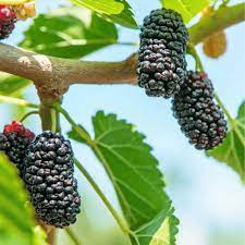 Black mulberry seeds producing ripe berries closeup