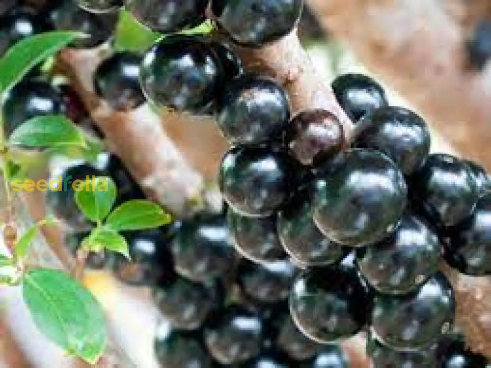 Black Myrciaria Cauliflora Seeds For Fruit Planting